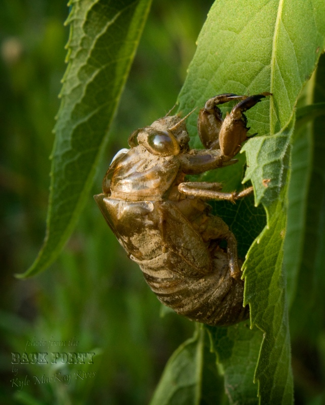 Back_Forty_Summer_8604-Cicada