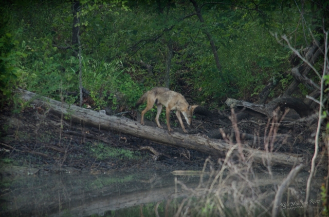 Back_Forty_Summer_2012_0367_Coyote